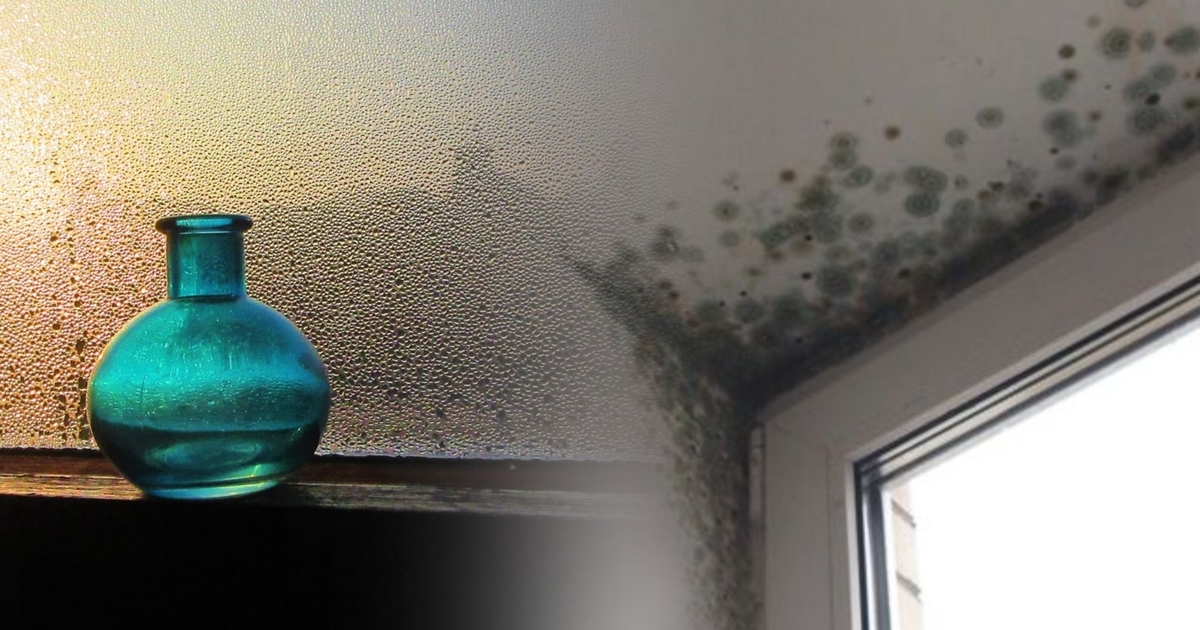 Как избавиться от конденсата и плесени на окнах зимой: простой лайфхак