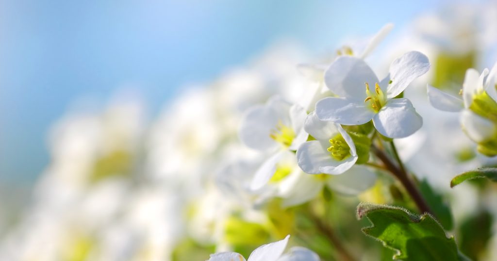 Spring flowers
