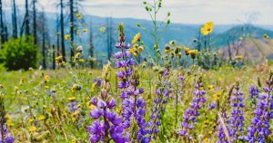 Beautiful green field with lilac flowers and thin tall trees