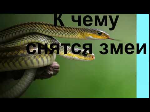 К Чему Снится Змея: Толкование и Значение Сновидения