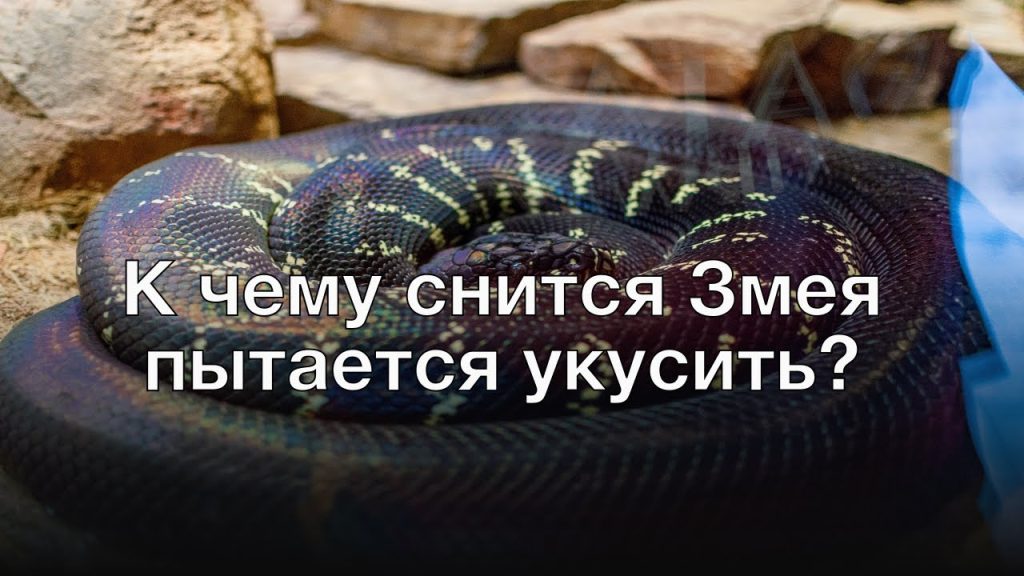 К Чему Снится Змея: Толкование и Значение Сновидения