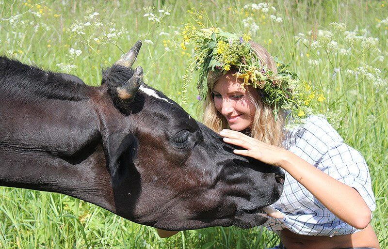До Чого Сниться Корова Жінці: значення сну для жінок різного віку та стану